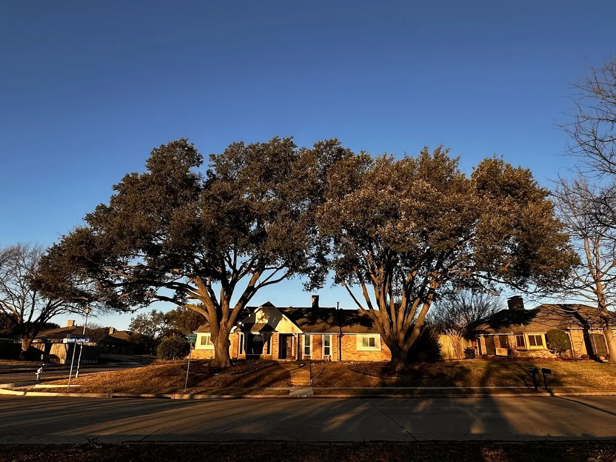 Established residential canopy tree shading a home in Arden